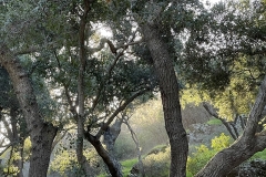 IMG_020_Trees_Forrest_004