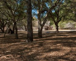 Indian-Camp_005
