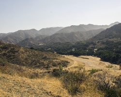 MHS_029