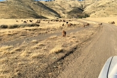 Agua-Dulce-Mountain-Ranch-Image-010