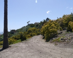 Orchard_044