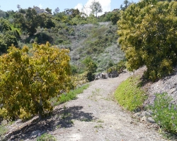 Orchard_061