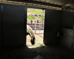 stables_0009