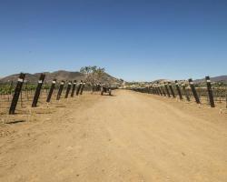 vineyard_0001