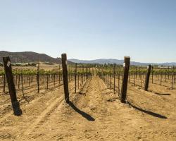 vineyard_0005