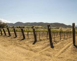 vineyard_0006
