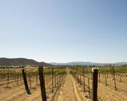 vineyard_0008