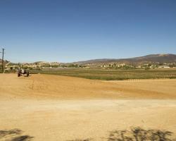 vineyard_0009