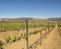 vineyard_0014