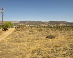 vineyard_0020