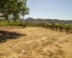 vineyard_0031
