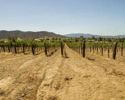 vineyard_0032