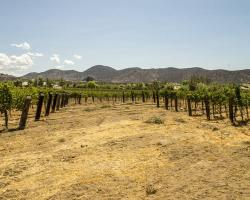 vineyard_0034