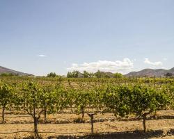 vineyard_0037