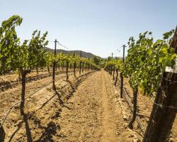 vineyard_0039