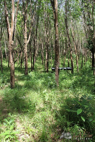 Thai Rubber Tree Plantation